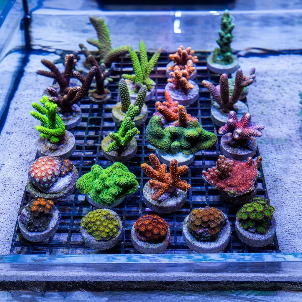Colorful coral frags mounted on plugs in a frag tank
