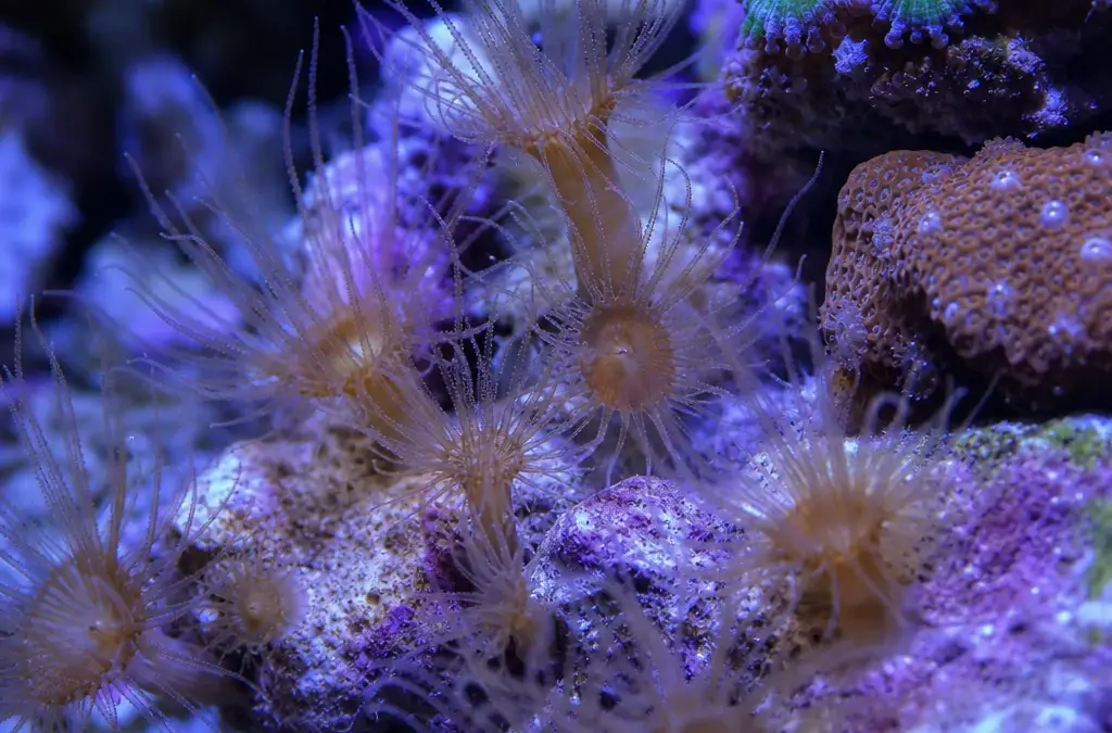 How to Get Rid of Aiptasia in a Reef Tank