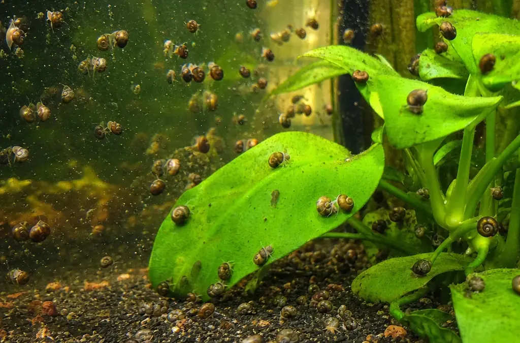 How to Get Rid of Pest Snails in a Fish Tank