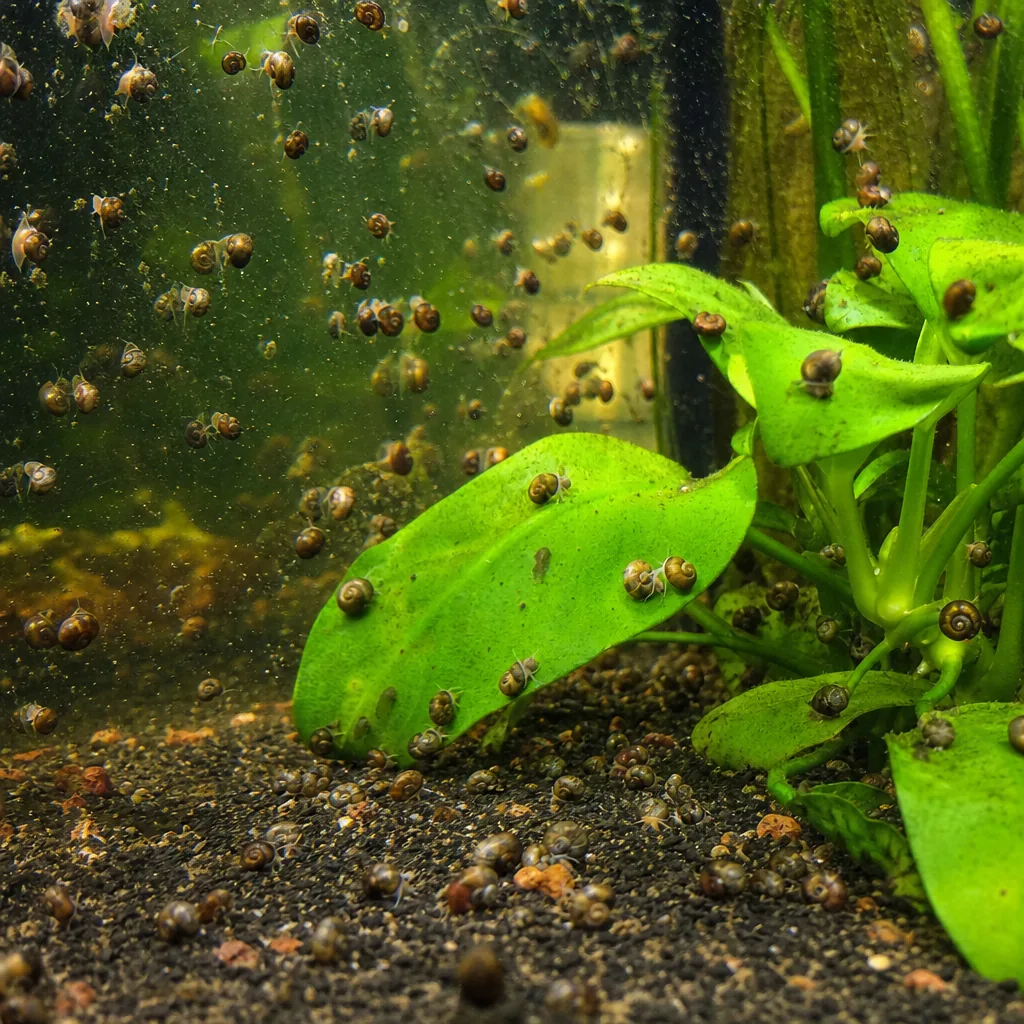 Cluster of tiny pest snails on aquarium glass and plants
