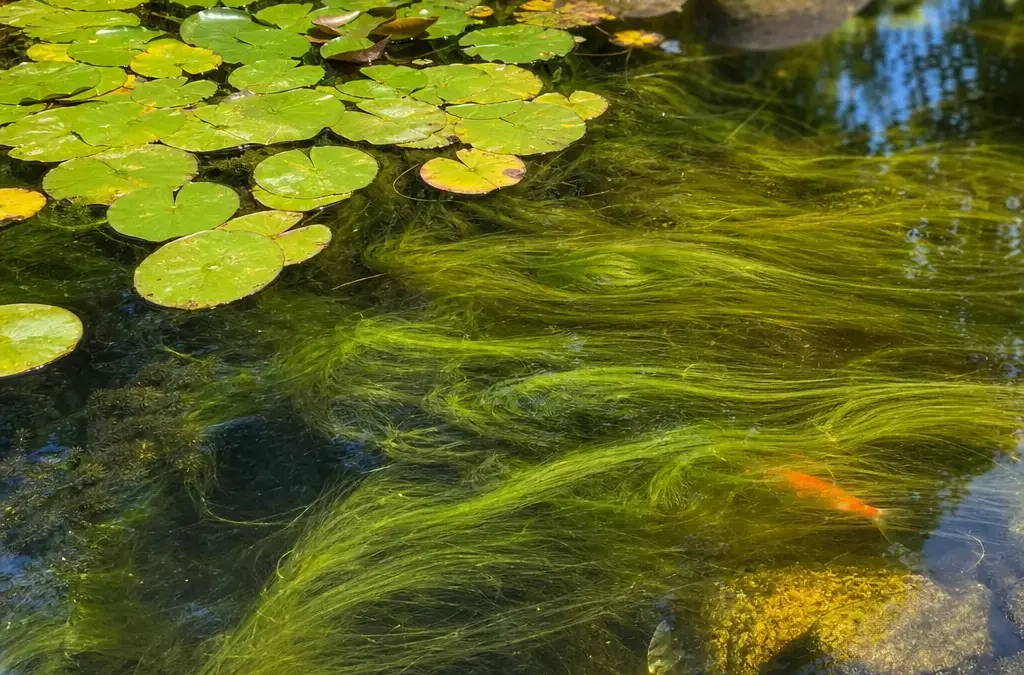 How to Get Rid of String Algae in a Pond
