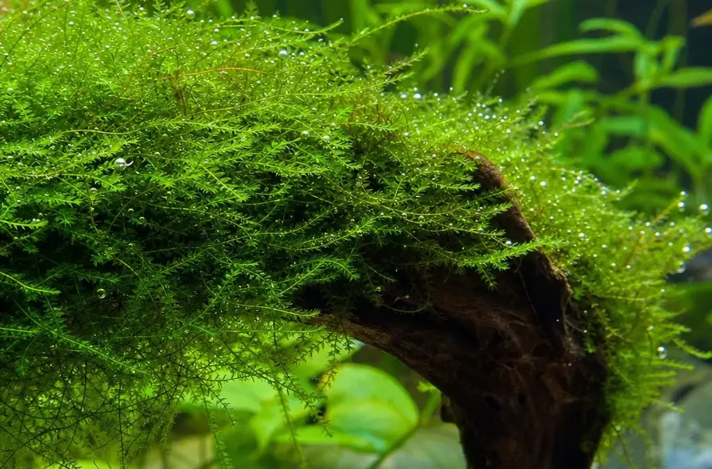 How to Grow Aquarium Moss (Java, Christmas, Flame)