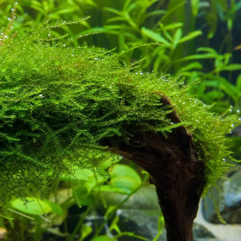 How to Grow Aquarium Moss (Java, Christmas, Flame)