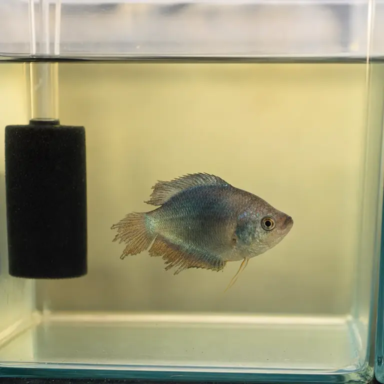 How to Treat and Prevent Columnaris in Fish