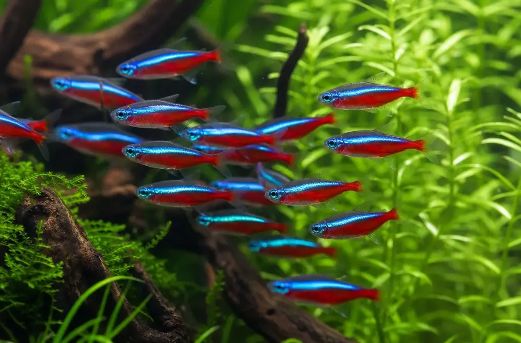 Neon Tetra Care: Tank Size, Water and Common Diseases