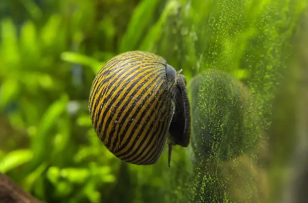 Nerite Snails: The Best Algae-Eating Snail Explained