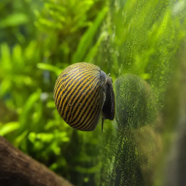 Nerite Snails: The Best Algae-Eating Snail Explained
