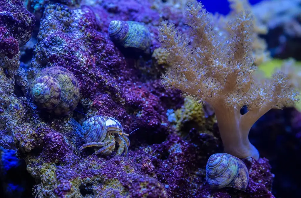 Reef Cleanup Crew Guide: Best Snails, Crabs and Inverts