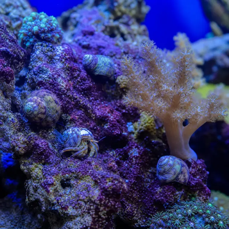 Reef Cleanup Crew Guide: Best Snails, Crabs and Inverts